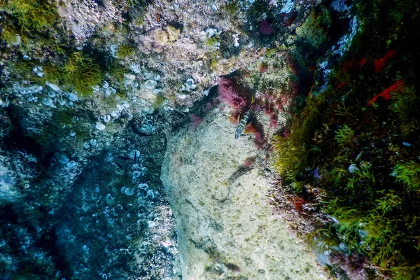 Морське Життя Під Водою Робить Сонячне Світло Підводне Життя Дику — стокове фото