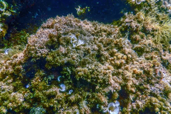 Życie Morskie Podwodne Skały Światło Słoneczne Podwodne Życie Dzika Przyroda — Zdjęcie stockowe