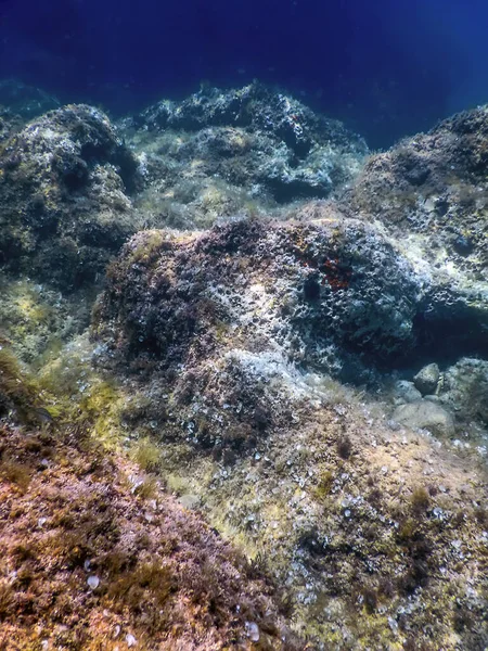 Sea Life Underwater Rocks Sunlight Underwater Life Wildlife — Stock Photo, Image