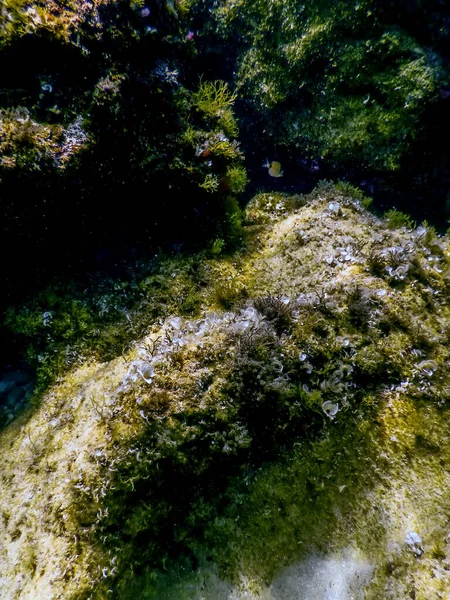 Sea Life Underwater Rocks Sunlight Underwater Life Wildlife — Stock Photo, Image