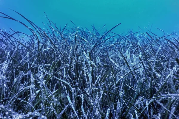 水中シーン 海の生活の森 — ストック写真