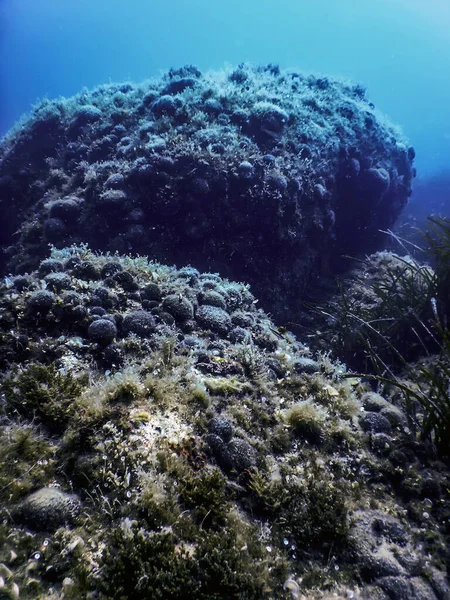 Vita Marina Rocce Sottomarine Luce Del Sole Vita Sottomarina Fauna — Foto Stock