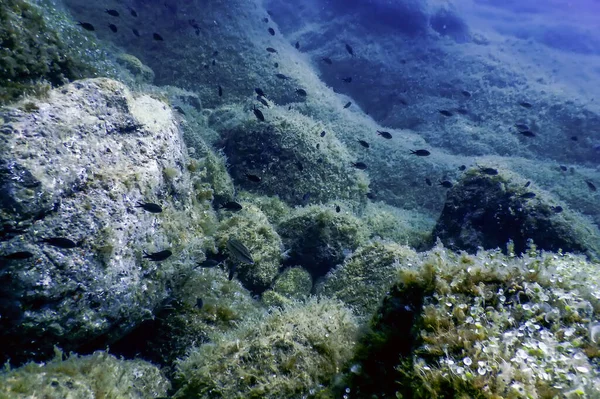 海の生命水中岩日光 水中生活 野生生物 — ストック写真