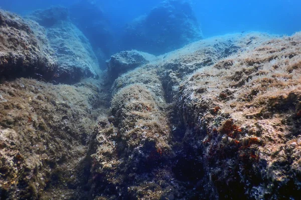 Морське Життя Під Водою Робить Сонячне Світло Підводне Життя Дику — стокове фото