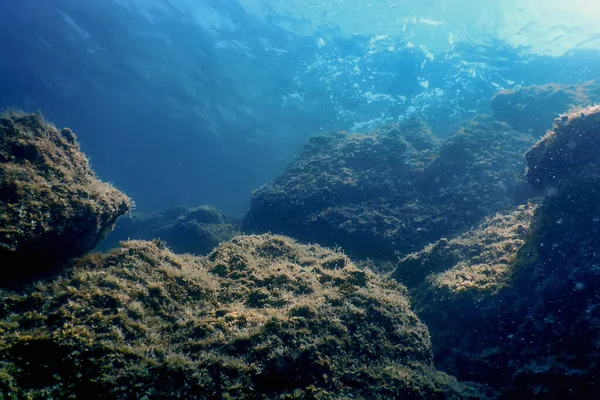 Zeeleven Onderwaterrotsen Zonlicht Onderwater Leven Wilde Dieren — Stockfoto