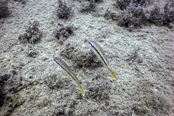 Meeräsche Mullus Barbatus Unterwasser Meeresboden Tierwelt — Stockfoto