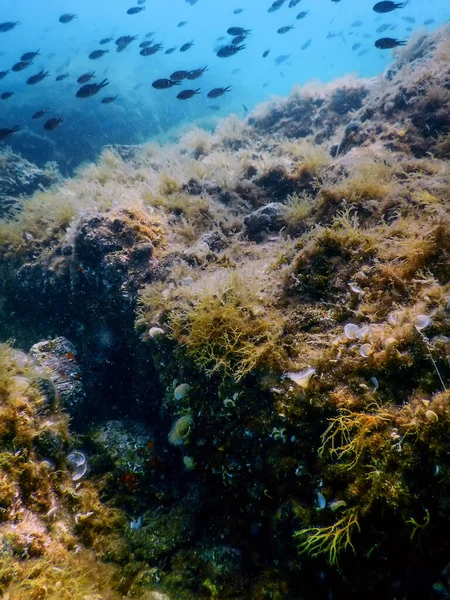 Sea Life Unterwasser Felsen Sonnenlicht Unterwasser Leben Tierwelt — Stockfoto