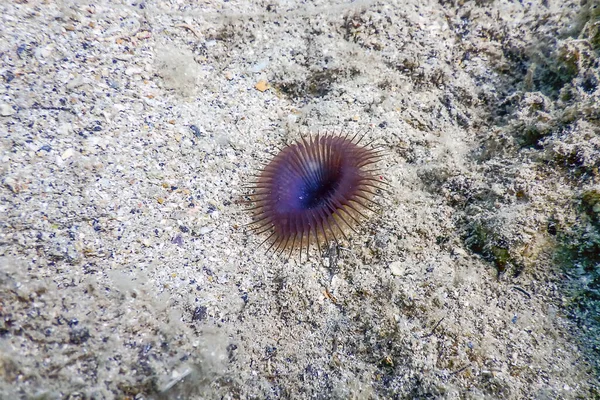 Slime Tube Worm Myxicola Infundibulum Sea Bottom Wildlife — Stock Photo, Image