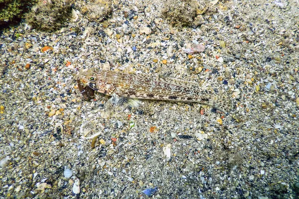 Bucchich Mediterranean Sea Goby Fish Gobius Bucchichi Wildlife — Stock fotografie