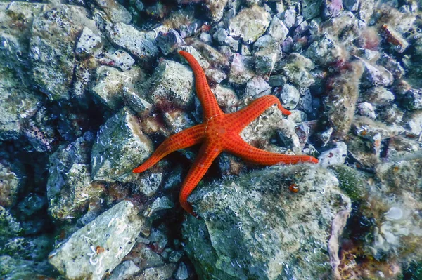 Rode Zeester Zeebodem Echinaster Sepositus Onderwaterdieren — Stockfoto