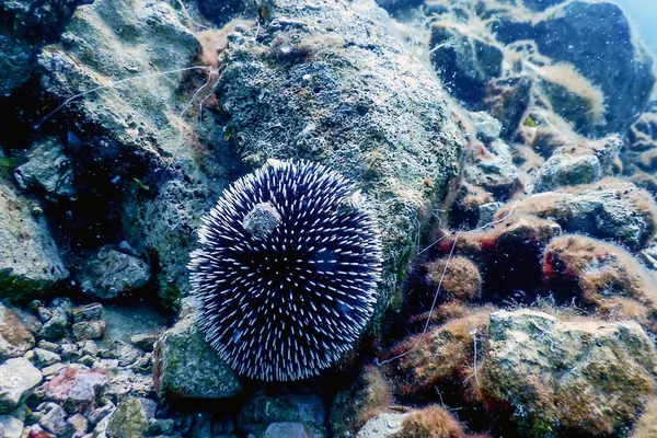 Oursins Sous Marins Sur Rocher Lumière Naturelle Soleil Sous Marine — Photo