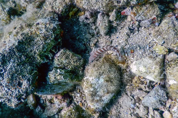 Ryby Kombajnowe Serranus Cabrilla Scena Podwodna Dzika Przyroda — Zdjęcie stockowe