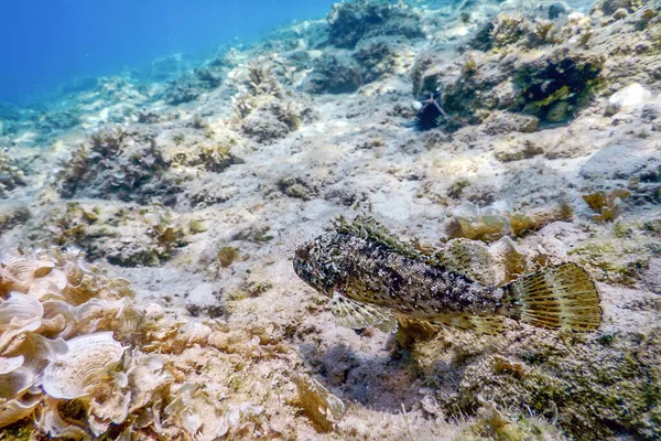 水中でのスコーピオン魚 小さな赤いサソリ科の魚 スコパエナノタータ — ストック写真