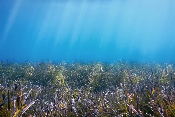 Unterwasserhintergrund Mit Algen — Stockfoto
