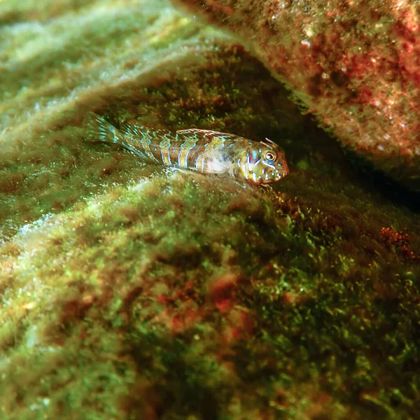 Portrait Cute Blenny Fish Close Parablennius Zvonimiri — Stock Photo, Image