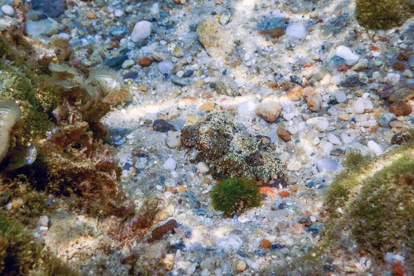 Tintenfischtarnung Tintenfische Schwimmen Unter Wasser — Stockfoto