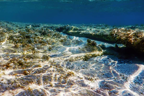 Sualtı Sahnesi Güneş Işığı, Su altı Hayatı.