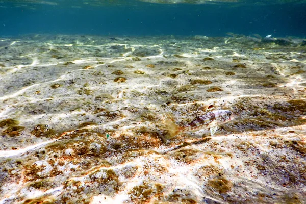 Mullus Surmuletus Salmonete Rojo Rayado Nadando Bajo Agua — Foto de Stock