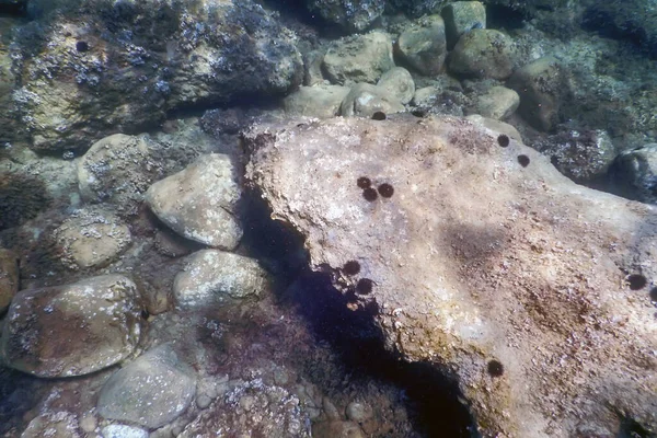 Unterwasser Seeigel Auf Einem Felsen Natürliches Unterwasser Sonnenlicht — Stockfoto