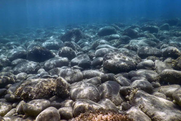 Sea Life Underwater Rocks Sunlight Underwater Life — Stock Photo, Image