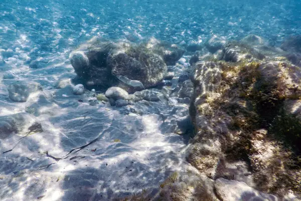 Підводна Сцена Сонячне Світло Риба Підводне Життя — стокове фото