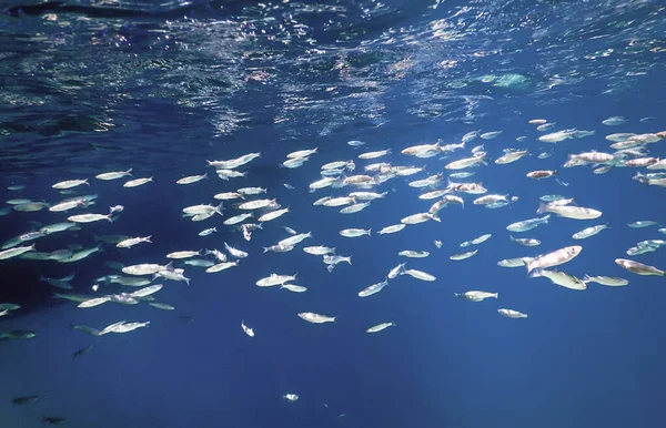 Fischschule Unter Wasser Fische Unter Wasser Hintergrund — Stockfoto