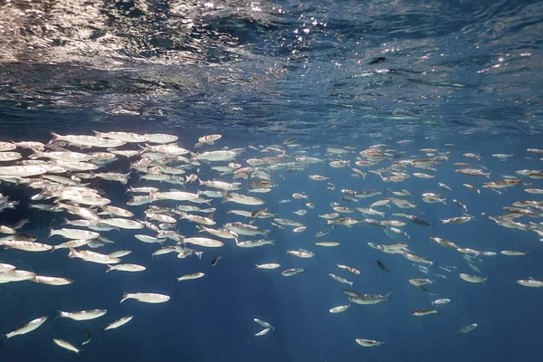 Fischschule Unter Wasser Fische Unter Wasser Hintergrund — Stockfoto