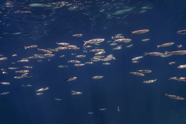 Fischschule Unter Wasser Fische Unter Wasser Hintergrund — Stockfoto