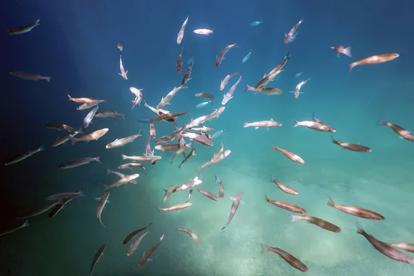 Fish School Underwater Fishes Underwater Background — Stock Photo, Image