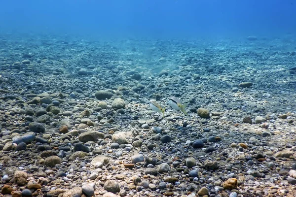 Bajo Mar Escena Submarina Luz Del Sol Peces Vida Submarina — Foto de Stock