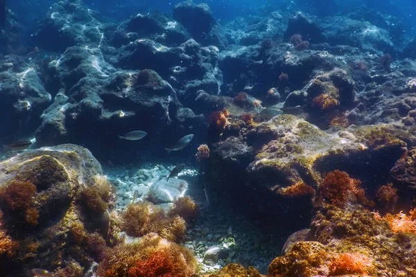 Życie Morskie Podwodne Skały Światło Słoneczne Życie Podwodne — Zdjęcie stockowe