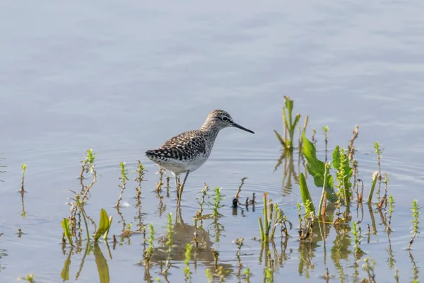 Sandpiper Drewniany Sandpiper Płytkiej Wodzie Tringa Glareola — Zdjęcie stockowe