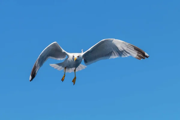 Grande Gaivota Preta Apoiada Voo Sobre Mar — Fotografia de Stock