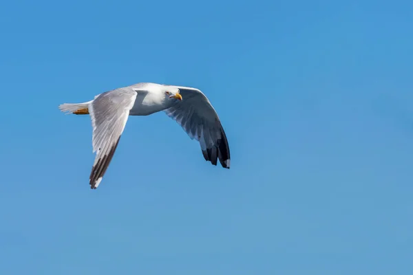 Grande Gaivota Preta Apoiada Voo Sobre Mar — Fotografia de Stock