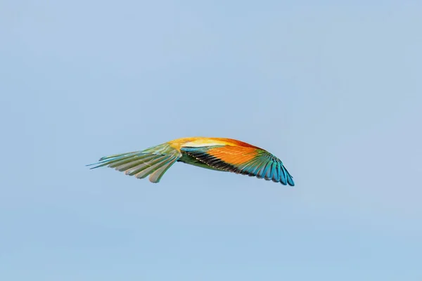 European Bee Eater Flight Merops Apiaster — Stock Photo, Image