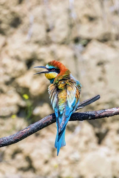 Comedor Europeu Abelhas Merops Apiaster — Fotografia de Stock