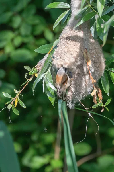 Eurasische Pendelmeise Nest Remiz Pendel — Stockfoto