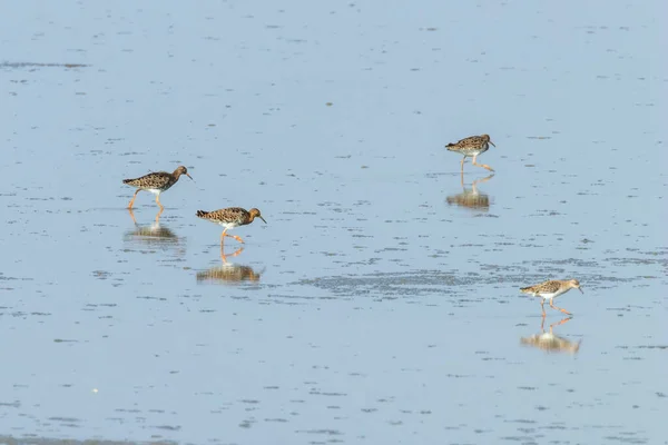 Aves Aquáticas Philomachus Pugnax Ruff Water — Fotografia de Stock