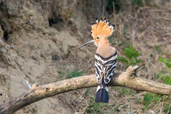 Wiedehopf Gewöhnlicher Wiedehopf Upupa Epops — Stockfoto