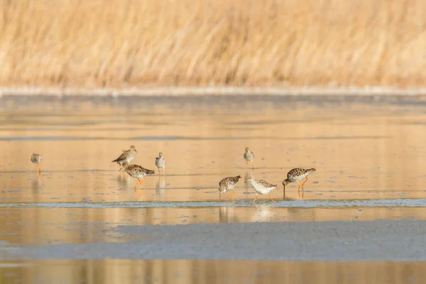 Ruff Vatten Fågel Philomachus Pugnax Ruff Vatten — Stockfoto