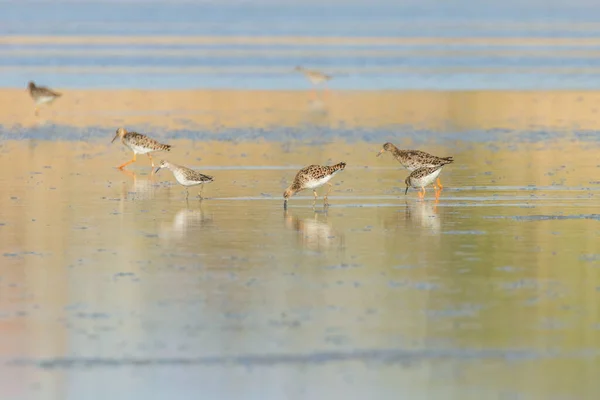 Aves Aquáticas Philomachus Pugnax Ruff Water — Fotografia de Stock