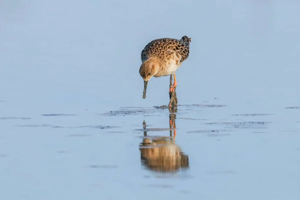 Krähenwasservogel Philomachus Pugnax Krähenwasservogel — Stockfoto