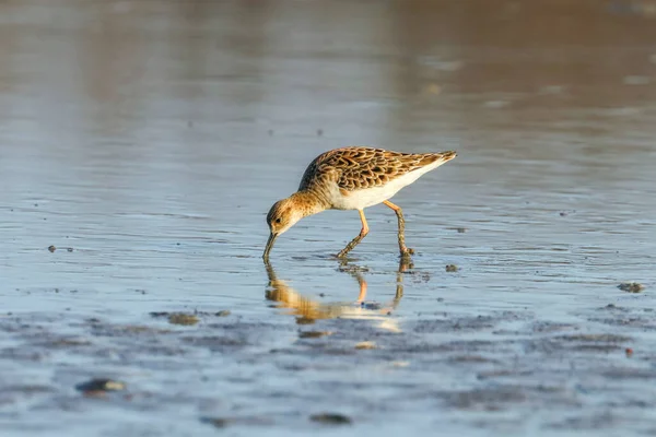 Aves Aquáticas Philomachus Pugnax Ruff Water — Fotografia de Stock