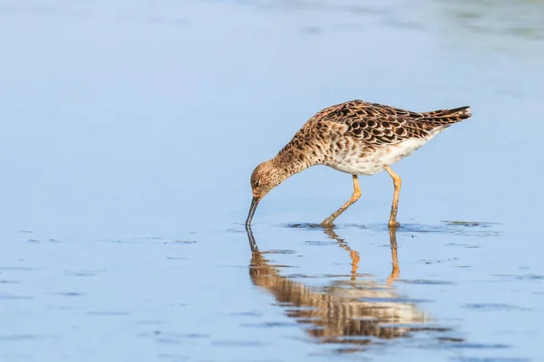 Aves Aquáticas Philomachus Pugnax Ruff Water — Fotografia de Stock