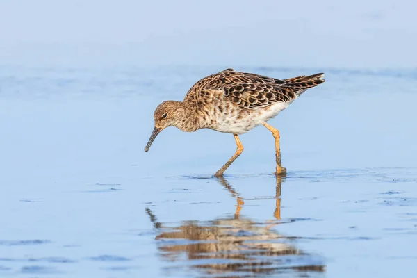 Aves Aquáticas Philomachus Pugnax Ruff Water — Fotografia de Stock