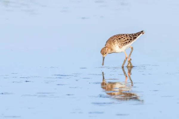 Ruff Water Bird Philomachus Pugnax Ruff Agua —  Fotos de Stock