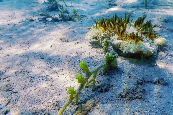 Πάνω Κάτω Μέδουσες Cassiopea Andromeda Θαλάσσια Ζωή — Φωτογραφία Αρχείου