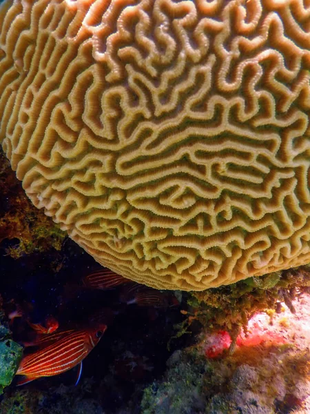 Мозговой Коралл Дне Моря Морская Жизнь — стоковое фото