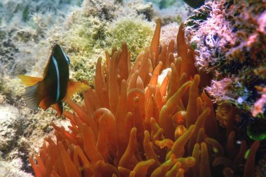 Kızıl Deniz palyaço balığı (Amphiprion bicinctus) Kızıl Deniz, Deniz yaşamı