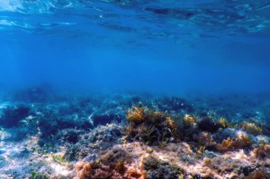 Su altı resifleri, deniz yosunları, mavi sualtı arka planı.
